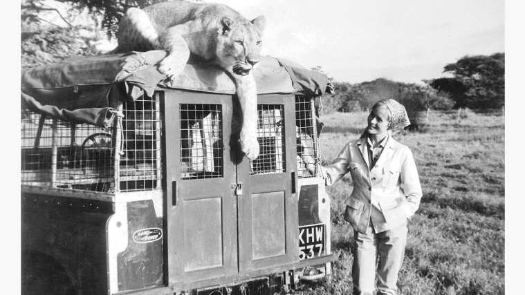 black and white photo of a lion on a Land Rover Defender