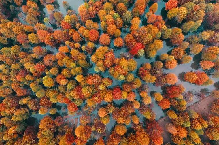 Aerial view of trees