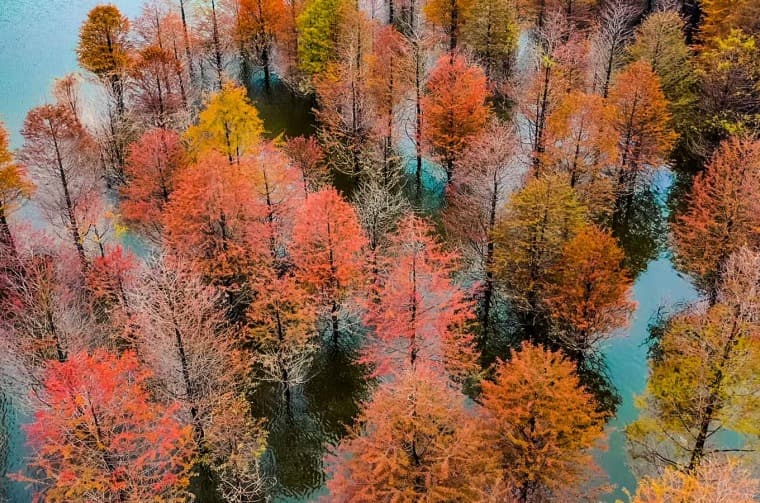 Aerial view in trees