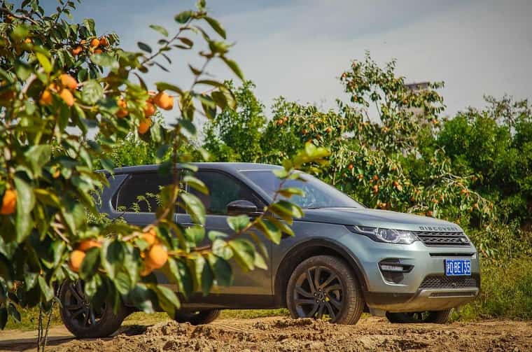 Land Rover Discovery in persimmon orchard