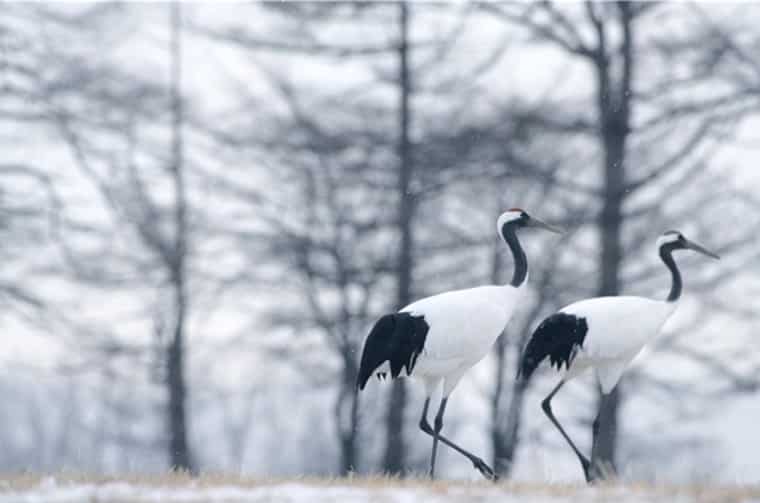 Two red-crowned crane birds