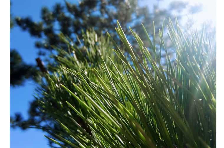 Close up of grass in sunlight 