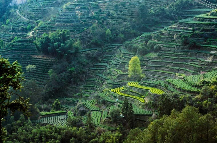 Terraced fields landscape