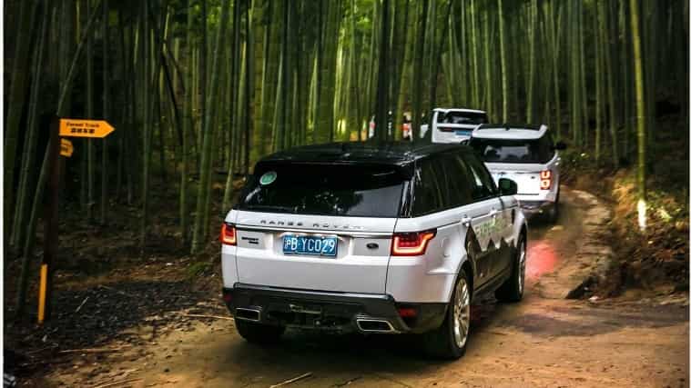 Land Rover vehicles driving through bamboo forest
